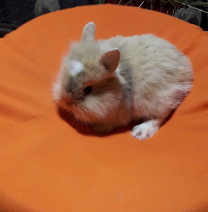 Кролик декоративний, карликовий кролик.