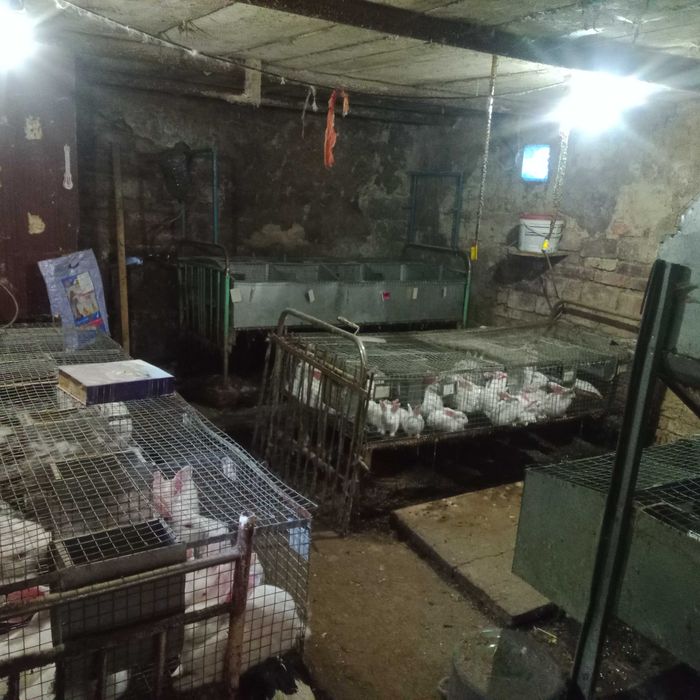 продам кролів.та мясо..