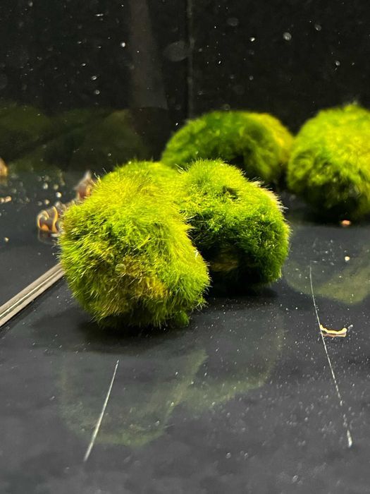 Gałęzatka Kulista - SKALMAR Sklep Akwarysty