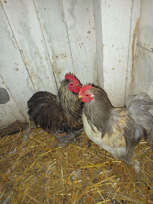 Koguty  młode kochin miniaturowy