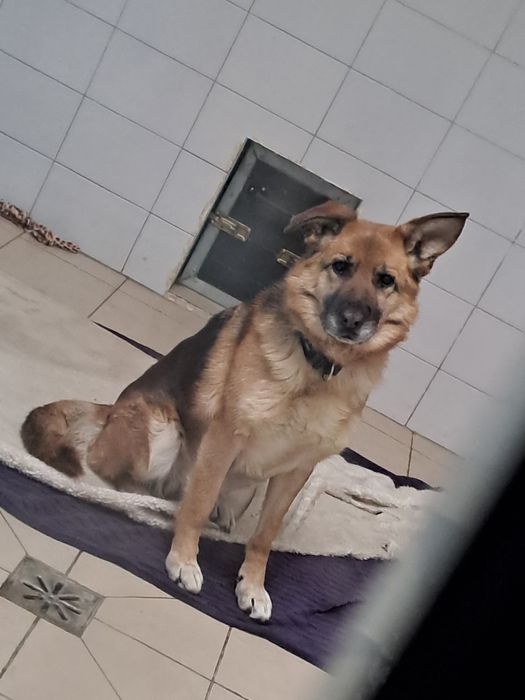 Fajna sunia Atenka Szuka domku