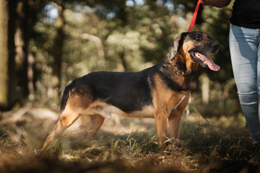Szefuńcio – wierny towarzysz spacerów i domowego ciepła szuka rodziny!
