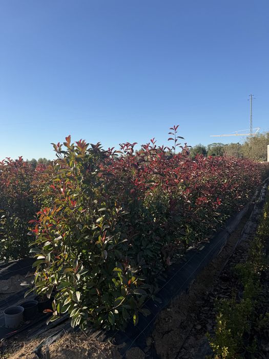 Photinias Red Robin