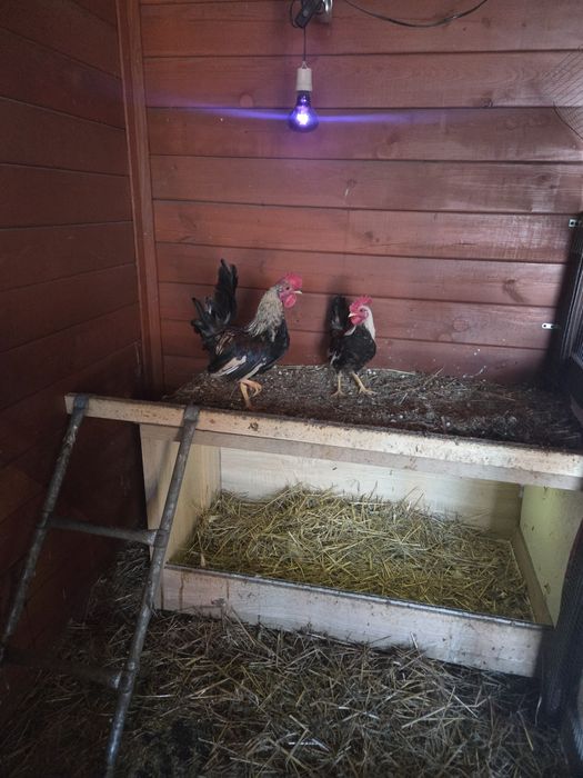 Kogut karzeł liliput serema