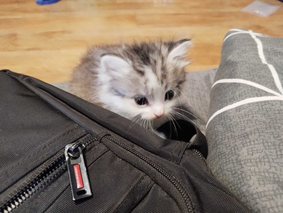 Продам кошенят два хлопця