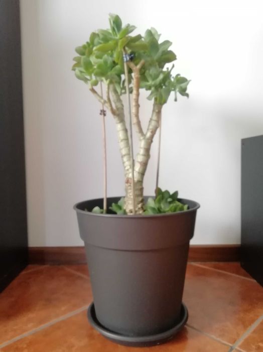 Planta de Jade - várias