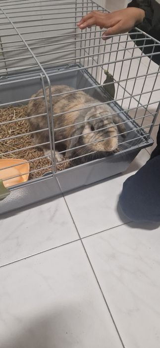 Vendo coelho orelhudo (8 meses)