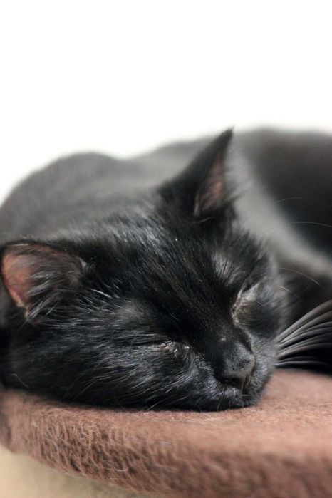 Milka szuka wspólnego domu z Milką! Fundacja "Stawiamy na Łapy"