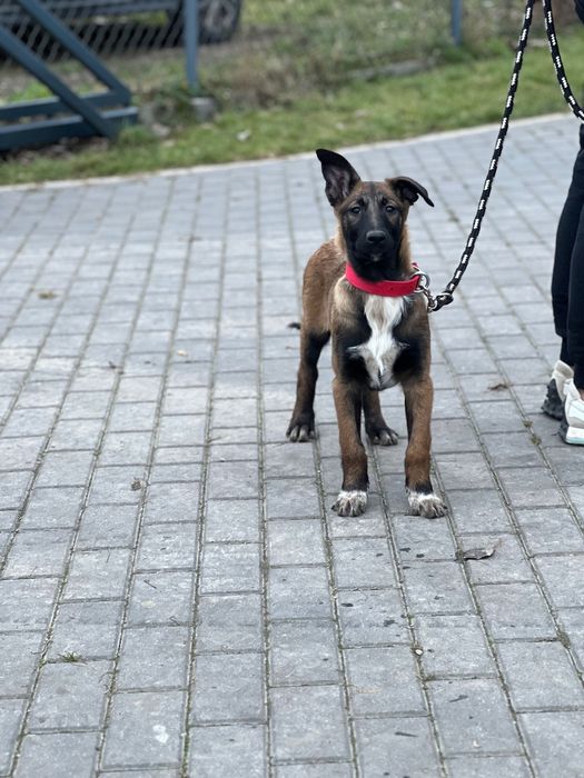 Owczarek belgijski szczeniak