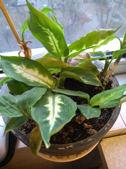 Диффенбахия Камилла