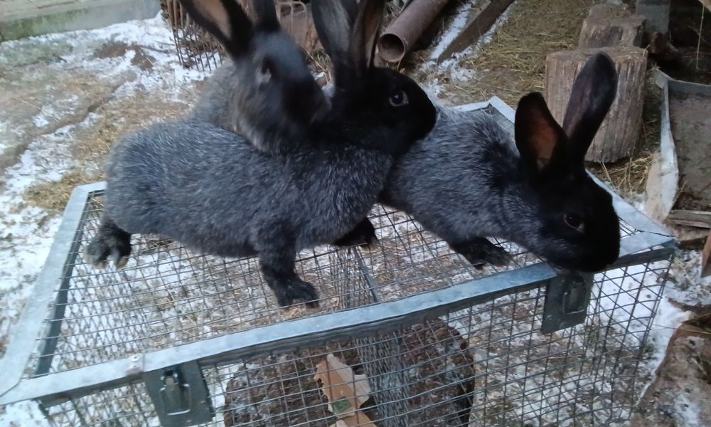 Кролі породи Полтавське срібло вік 3 місяці