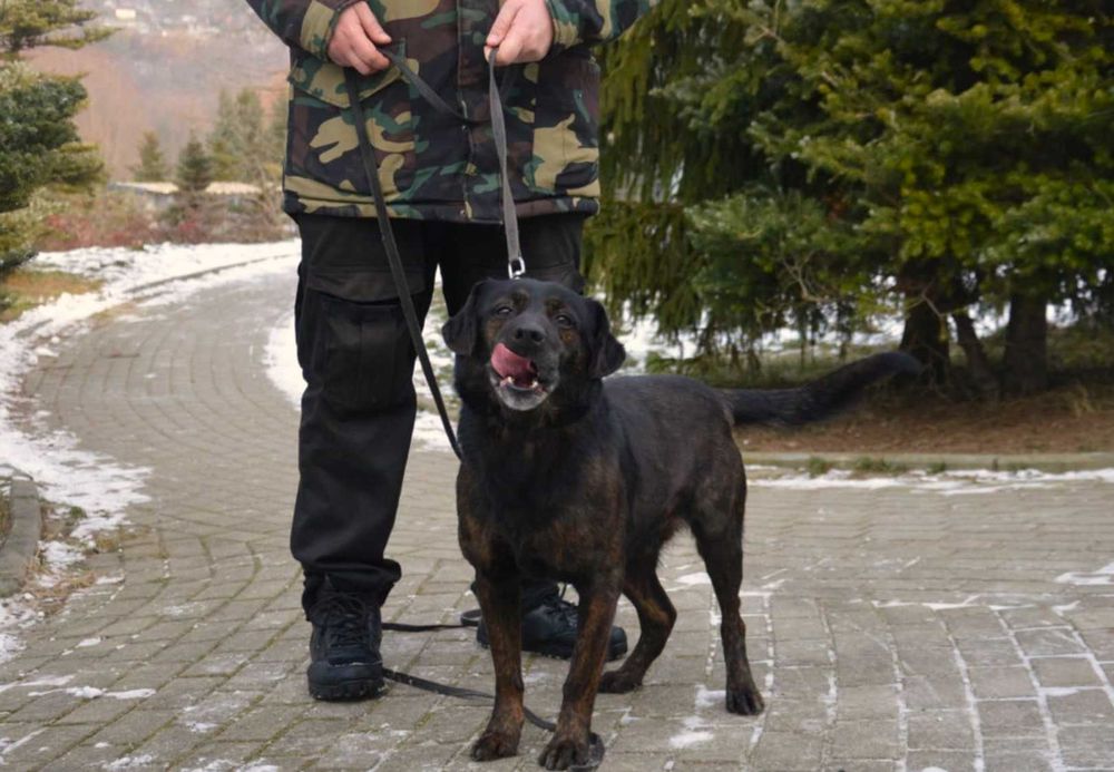 Pixel szuka przewodnika !