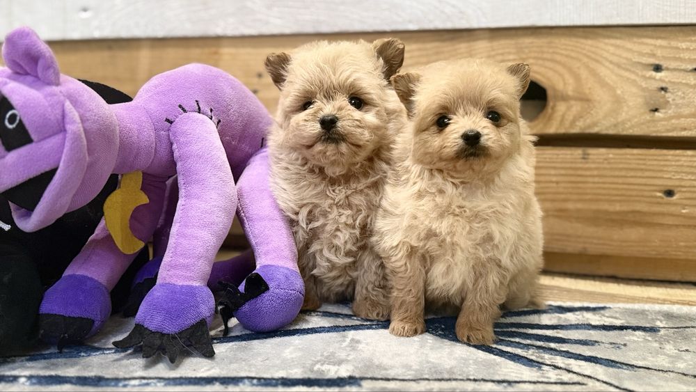 Малюки щенята пома пу