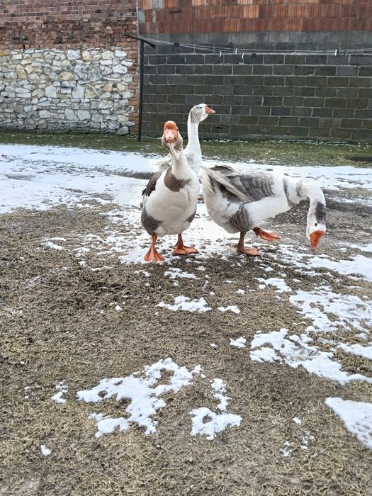 Sprzedam gęś Cholomogóry