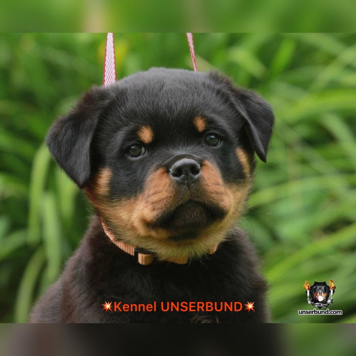 Елітний хлопчик ротвейлер – шоу-клас, преміум рівень