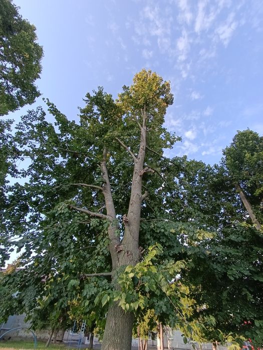 Обрізка дерев (Арбаристика)