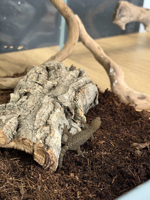 Terrarium małe z gekonem płaczącym 40x30x30cm