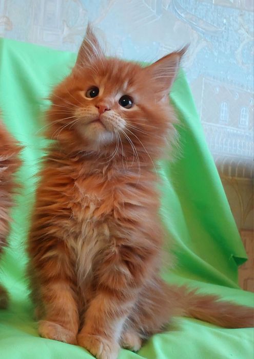 Чистопородні котики  та киці  кошенята  Мейн-куни великиі пухнасті  та дуже красиві