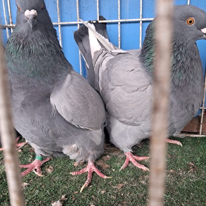 Rys rysie niebieskie białopasowe