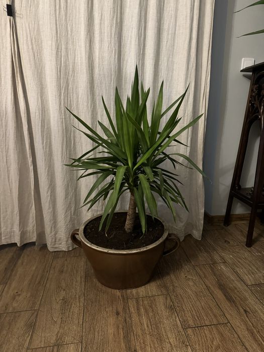 Kwiat Juka 4 letnia 85 centymetrów