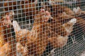 Kury nioski młode Rosa1. Kurki z pierwszym jajkiem. Dowóz Gratis