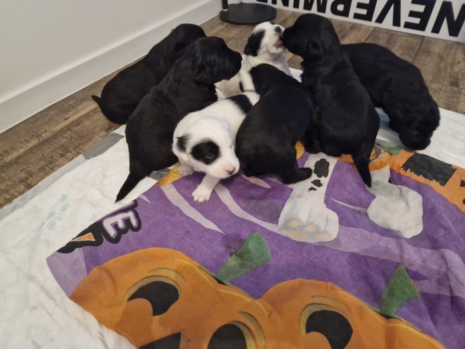 Szczeniaki do oddania ale tylko w dobre ręce.