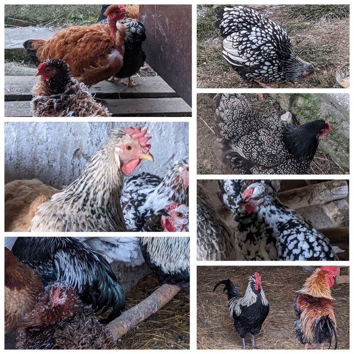 Jaja lęgowe 30szt  kurier