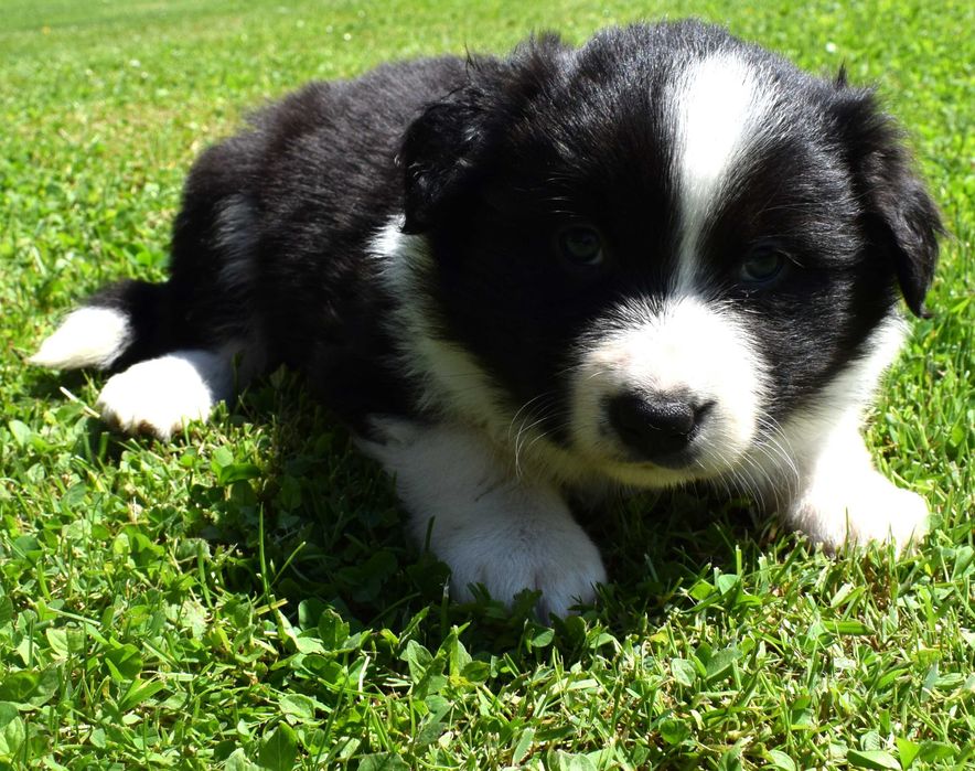Piesek Border Collie do rezerwacji