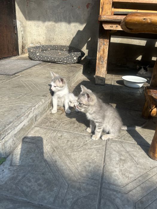 Кошенята / котики
