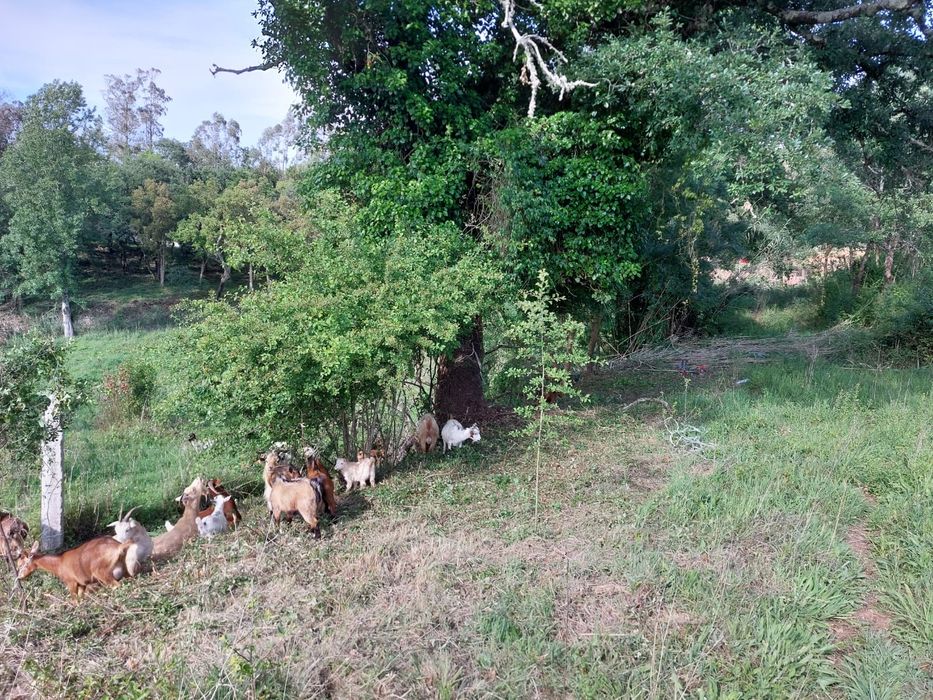 Bode, cabrito venda ou troca