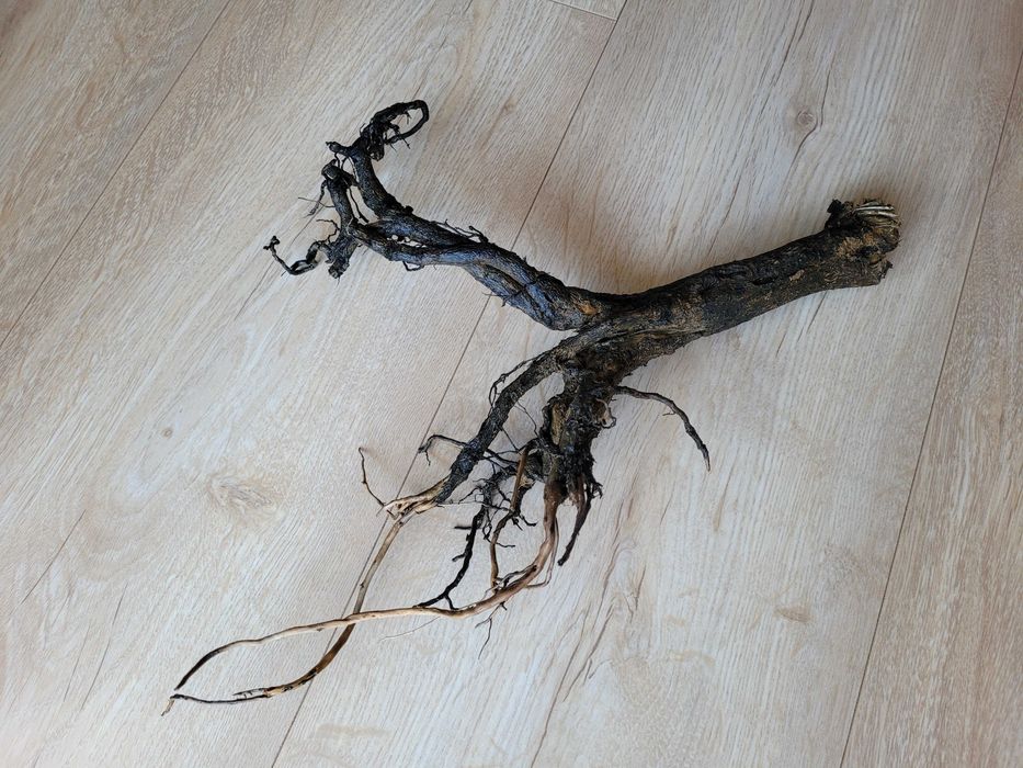 naturalny korzeń do akwarium terrarium - 35 cm