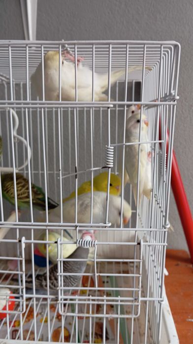 Vendo piriquitos Australianos