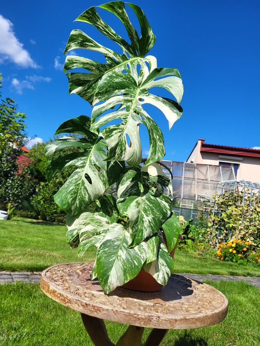 Monstera varigatte