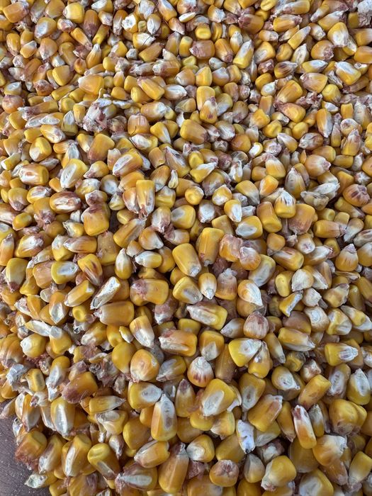 Продам зерно Кукурудзи