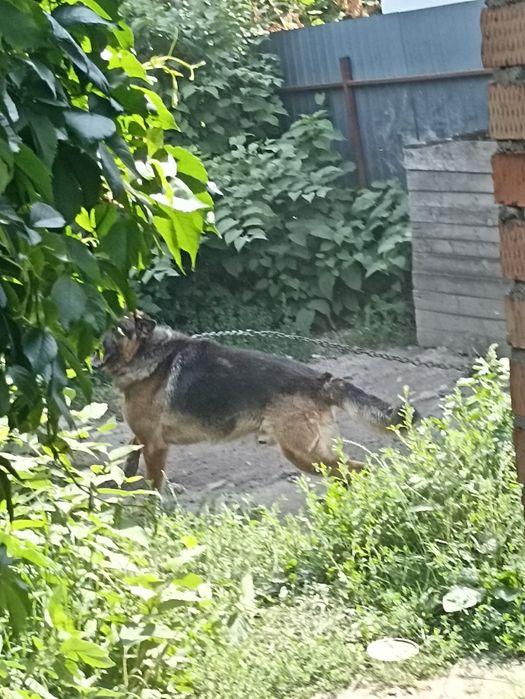 Дівчинка в добрі руки