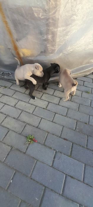 Amstaff Standard szczeniak miot B