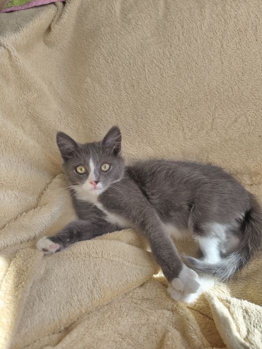 Котик кошеня у добрі руки