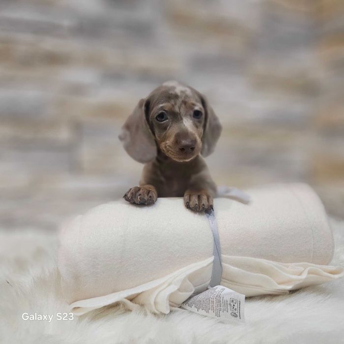 Suczka jamnik miniaturowy krótkowłosy isabella merle