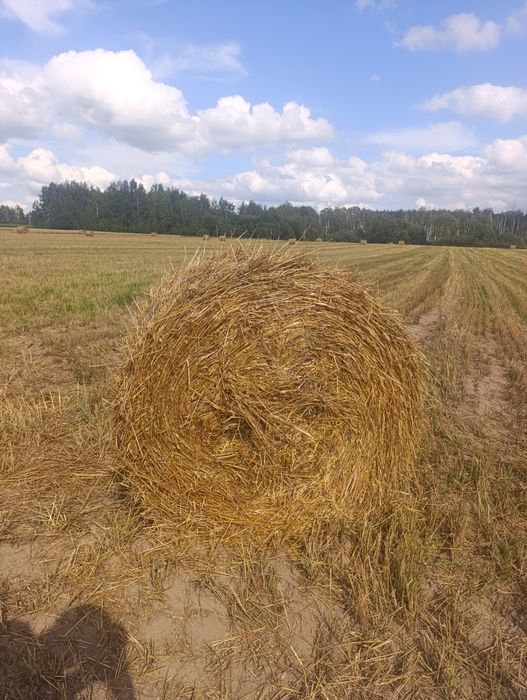Słoma w belach owsiana i pszenżytnia