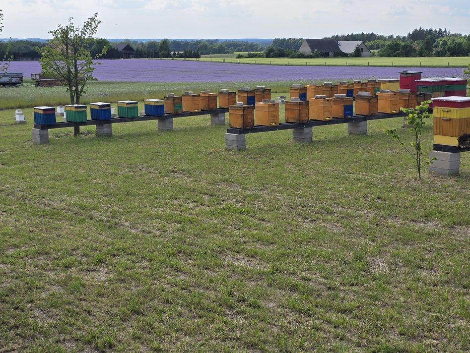 Odkłady pszczele