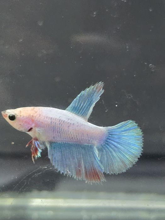 Tenho varios peixes bettas varias cores  com muita qualidade..