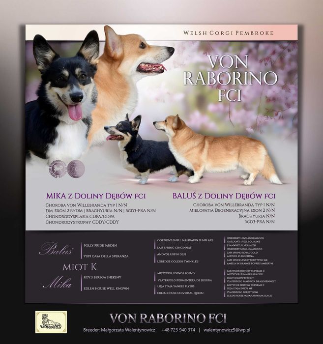 Welsh corgi pembroke