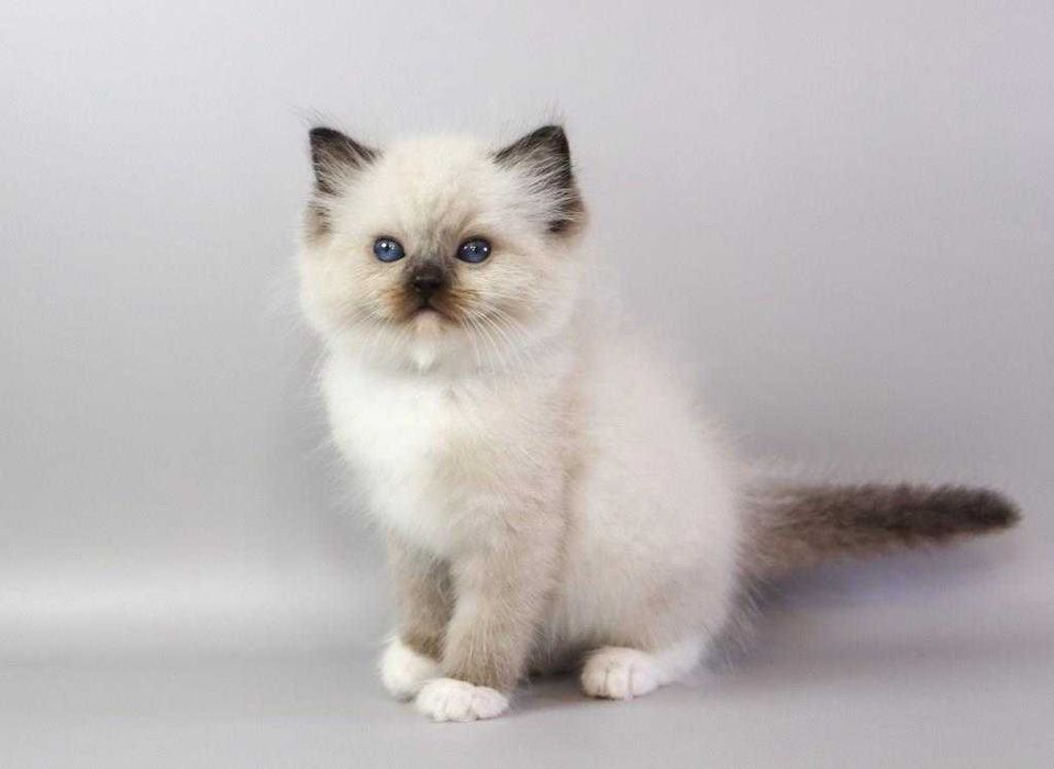 Самий ласкавий  хлопчик\\РЭГДОЛЛ/Ragdoll//