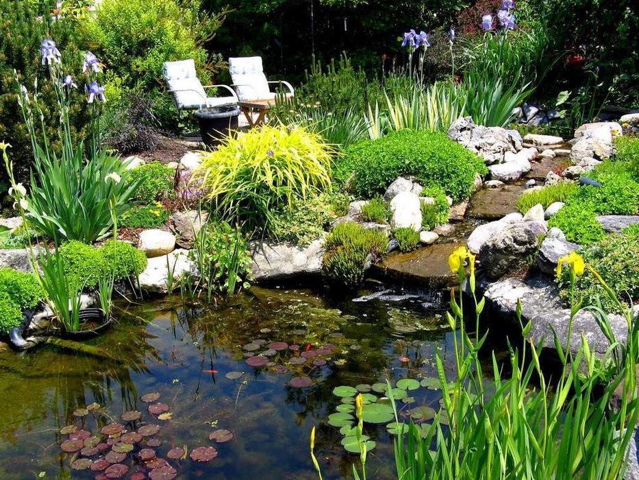 Plantas para lago - marginais, flutuantes e submersas - fáceis de manter