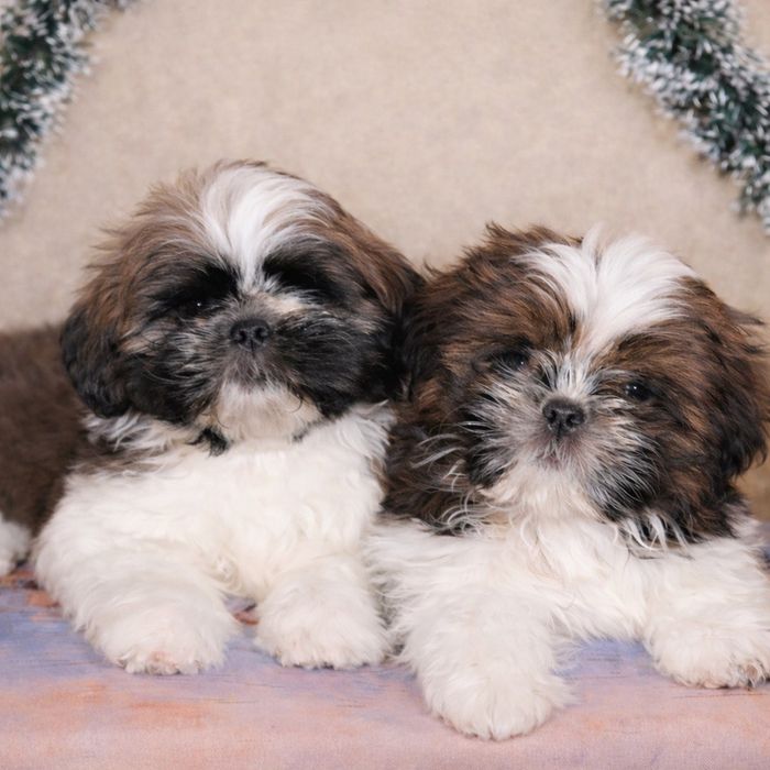 Цуценята Ши-тцу дівчинка