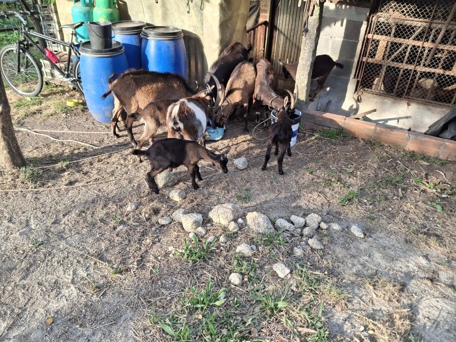 Vendo cabras adultas e crias