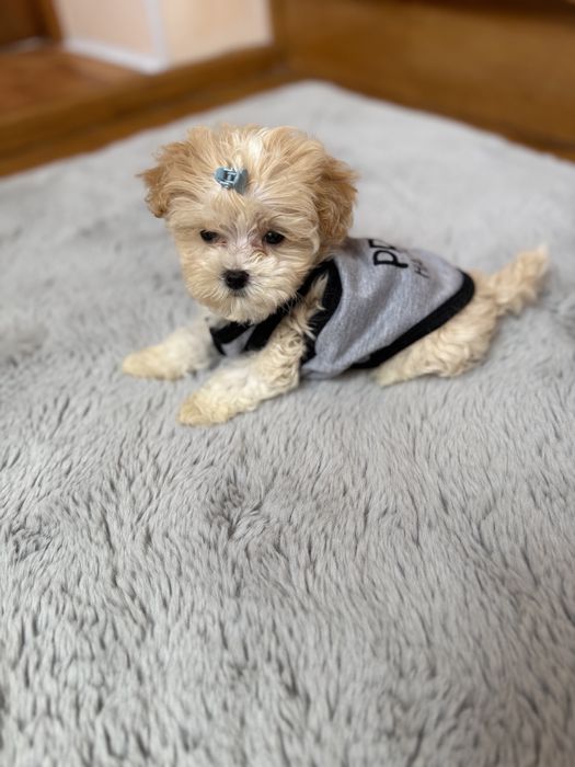 Бебі фейс мальтіпушки