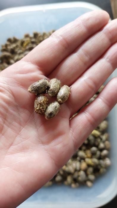 Murarka  ogrodowa  koronki  200 sztuk