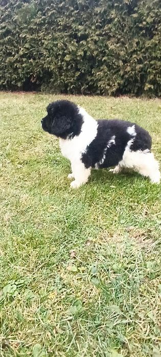 Nowofundland szczenię ZKwP/FCI