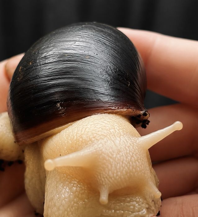 Ślimak afrykański olbrzymi Achatina albino body